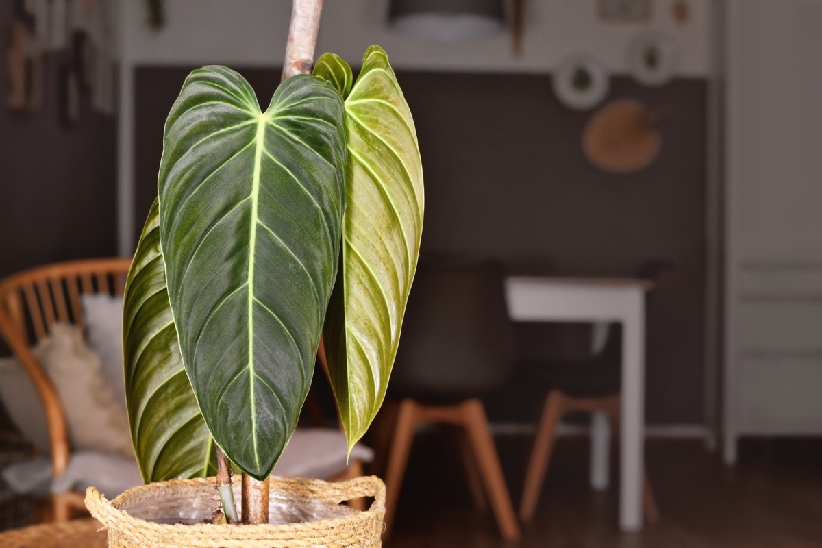 philodendron