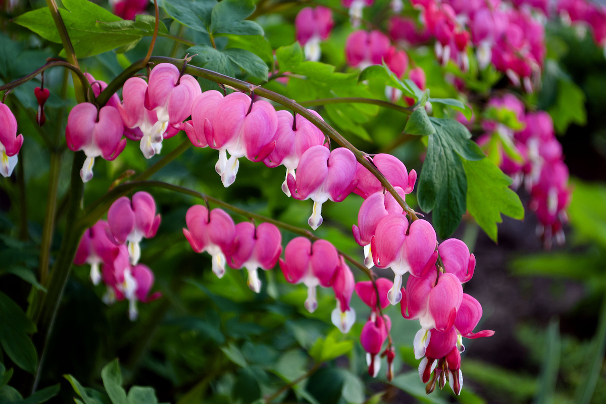 Pink bleeding heart flowers