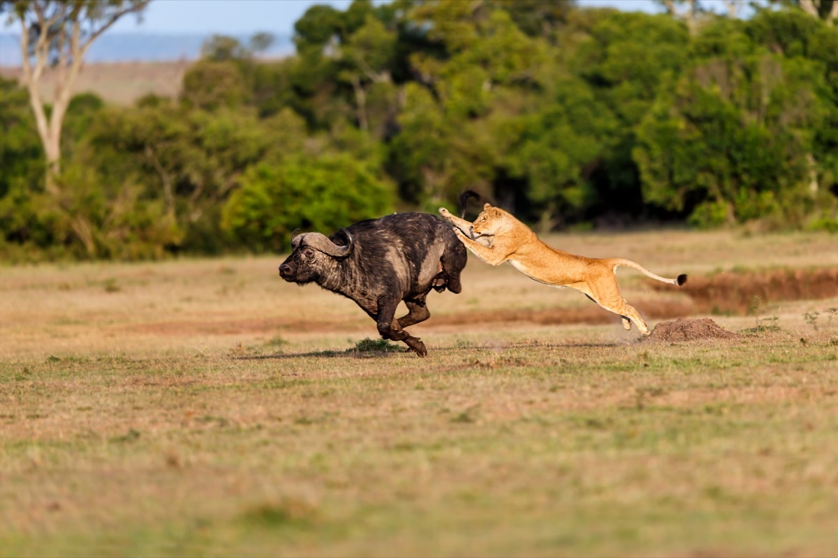 Lion hunting