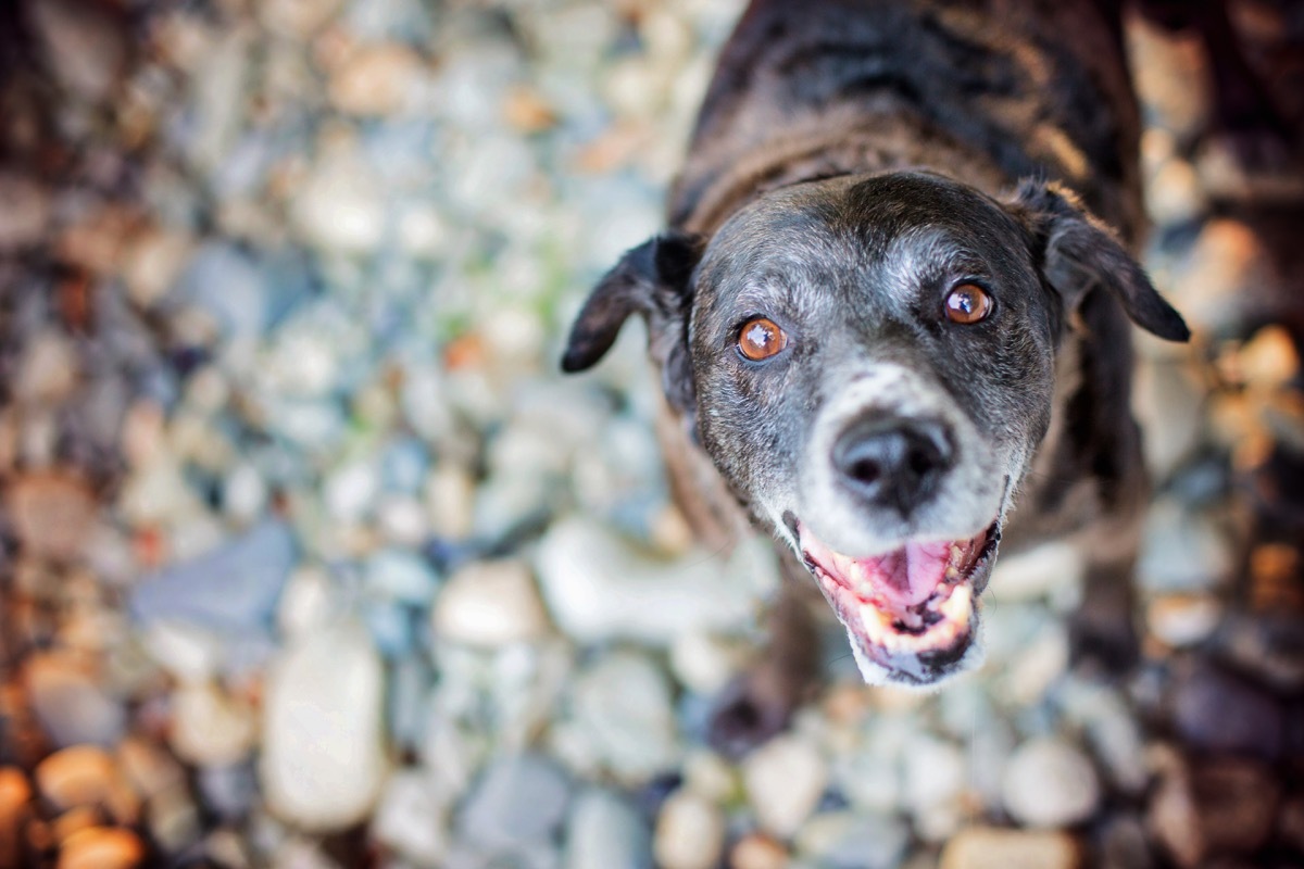 lab mix mutt dog