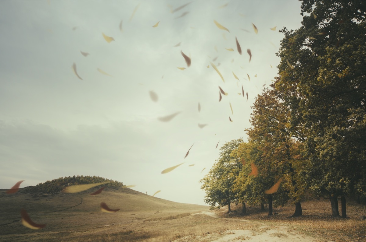 gust of wind blows leaves on deserted road, state fact about kansas