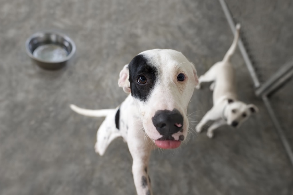 Dog Begging For a Treat