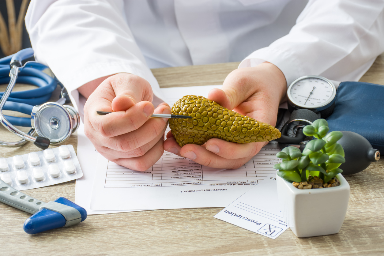 Doctor holding a model of a pancreas. 