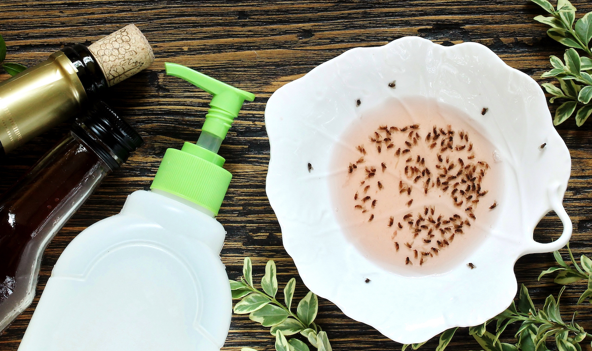 homemade gnat trap; vinegar, wine, and dish soap in a white bowl