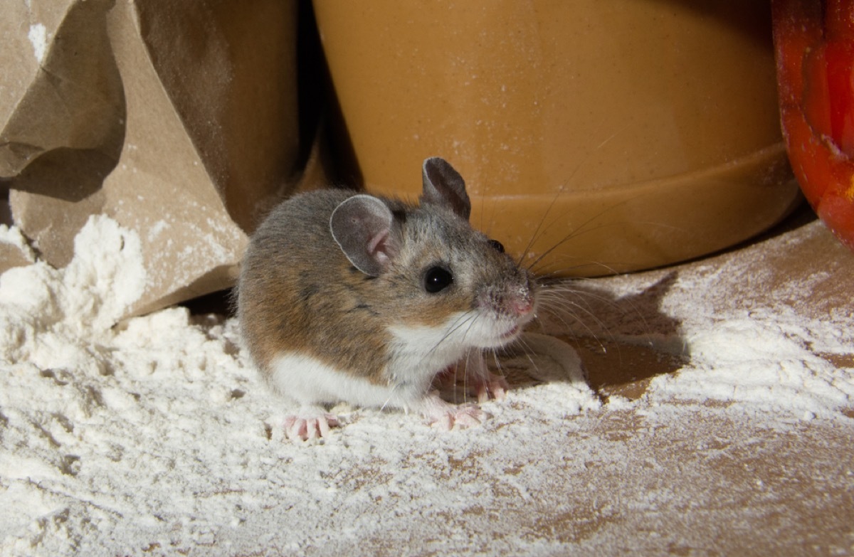 wild mouse standing in flour, fire prevention tips