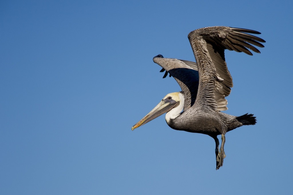 Brown pelican 