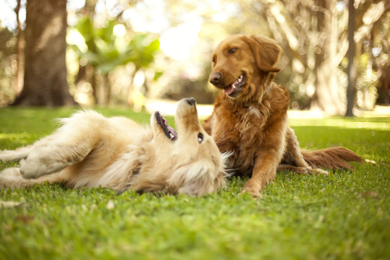 Two dogs playing on the grass at a dog park