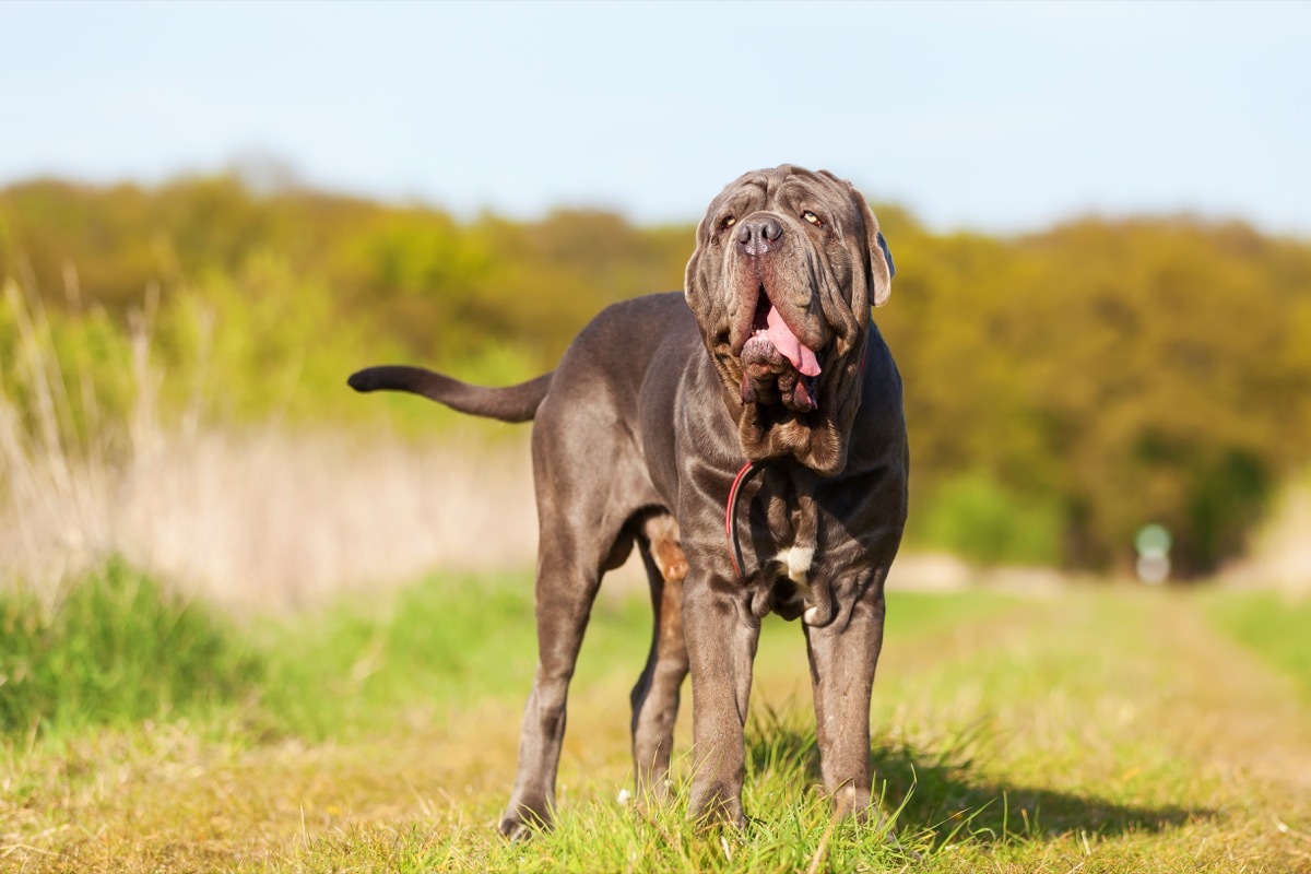 nepolitan mastiff