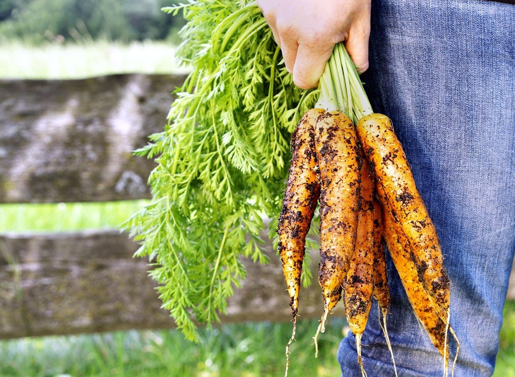 Man holding freshly harvested carrots by the stem with dirt on them