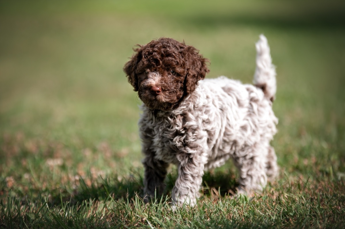 Lagotto Romagnolo