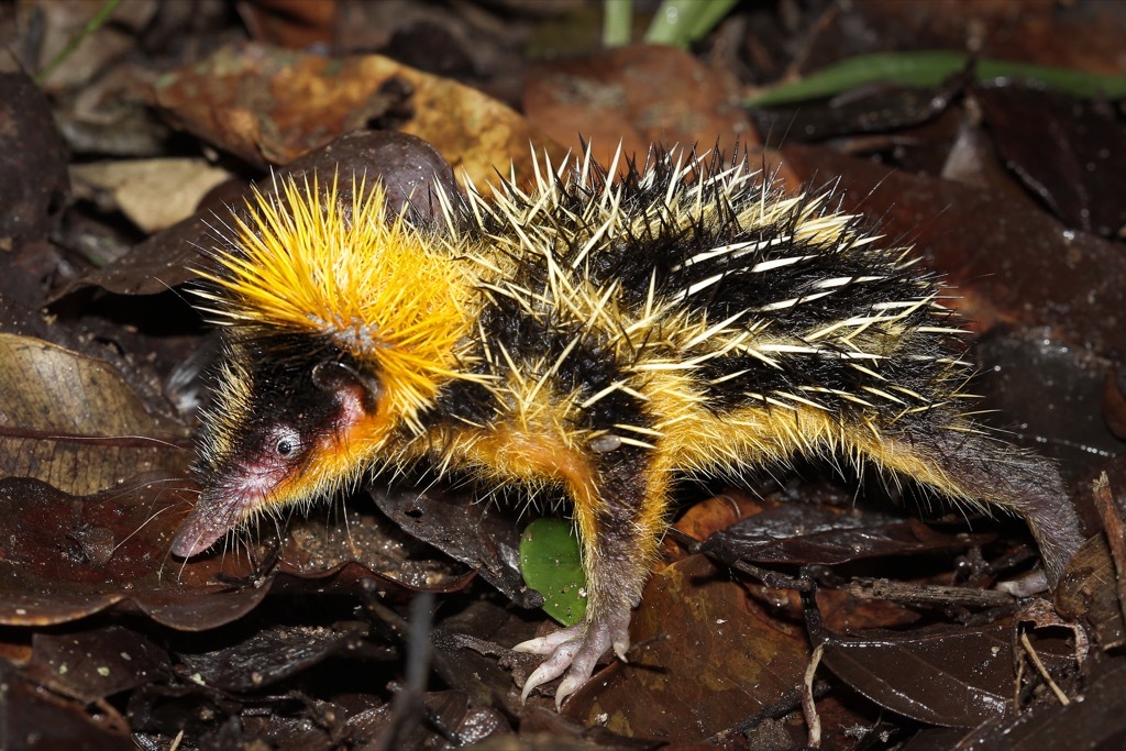 lowland streaked tenrec