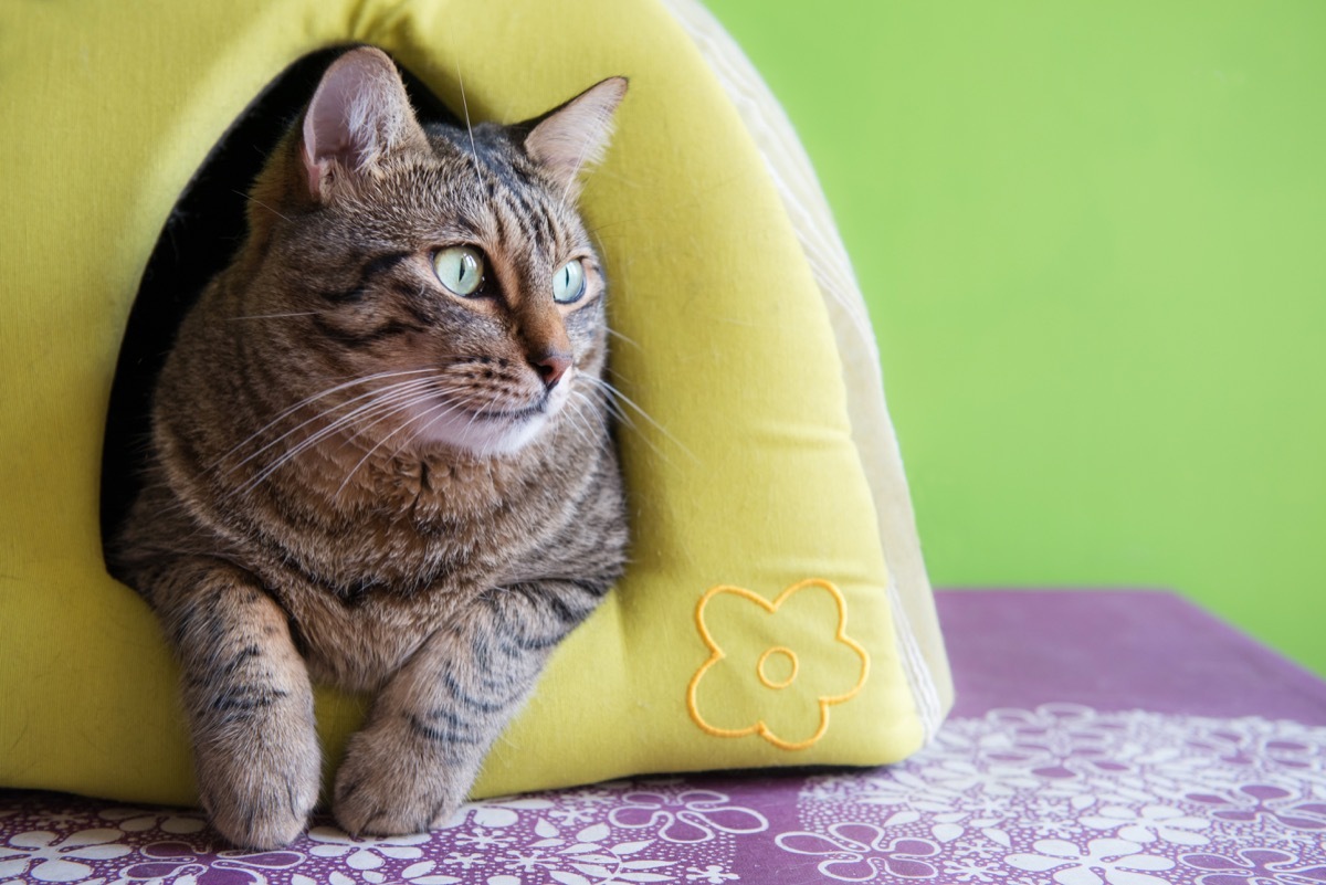 cat in cat house waiting for owner