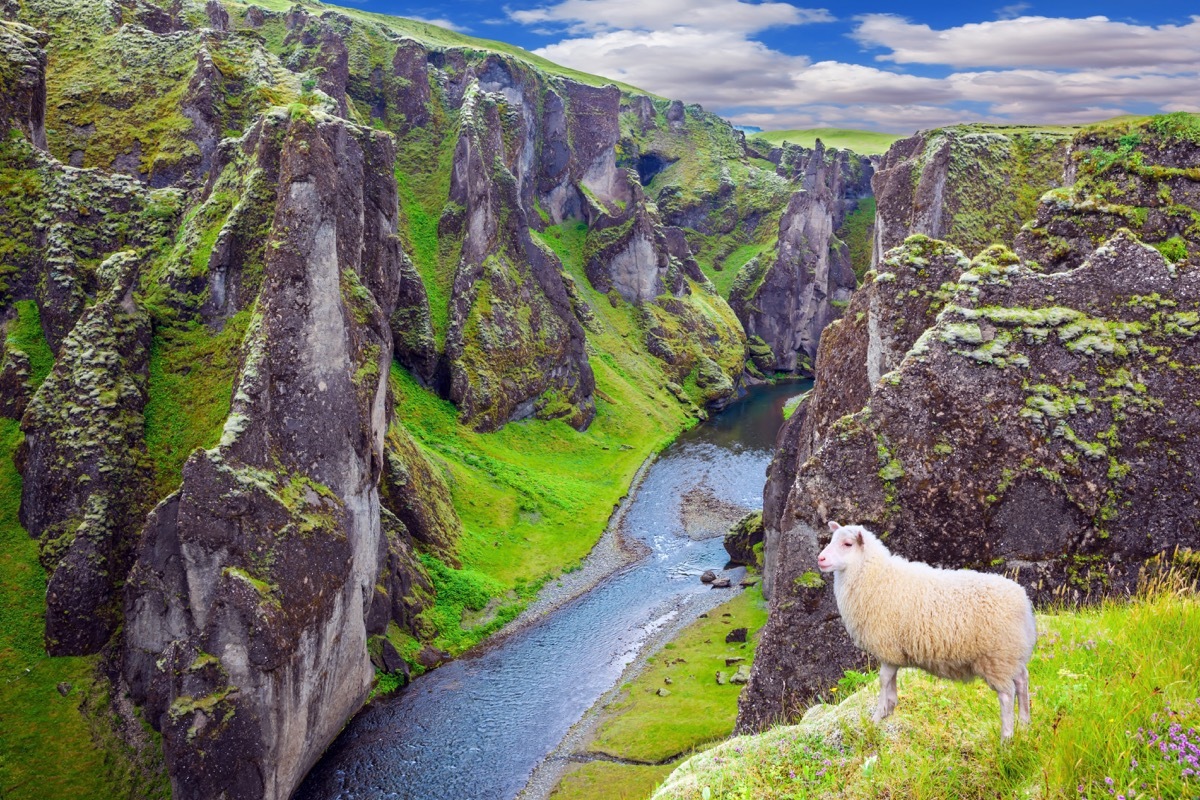 Sheep looking over the terrain water below