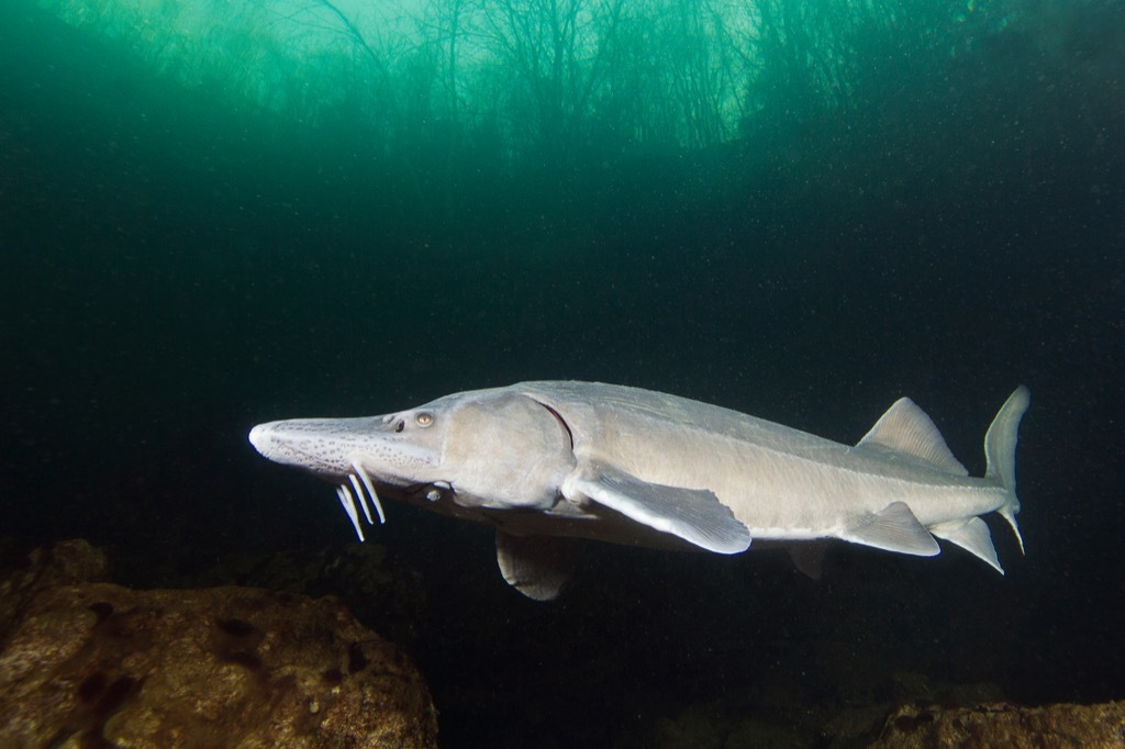 sturgeon 30 oldest animals on earth