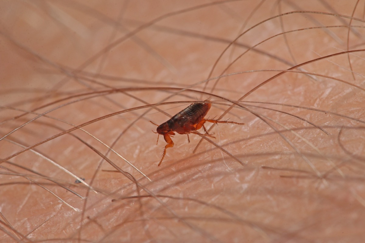 Flea walking on a human skin