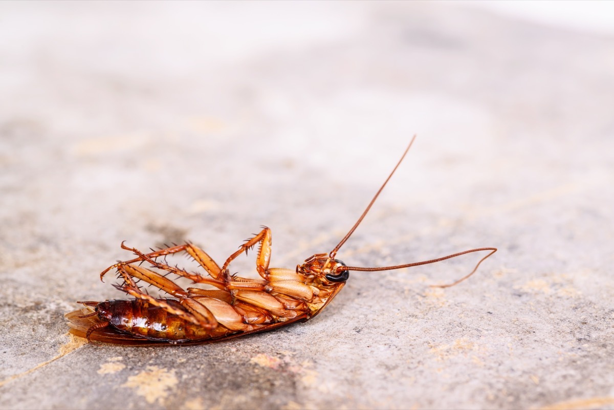 dead roach on concrete floor