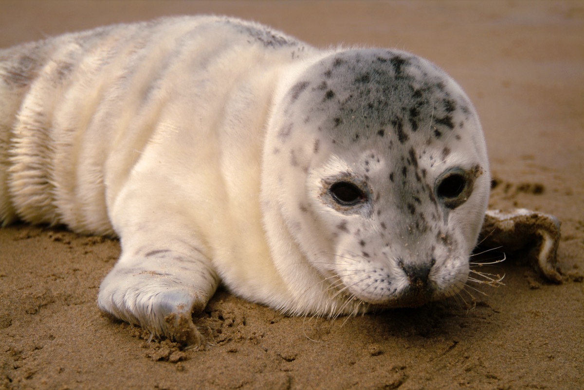 baby leopard seal, dangerous baby animals