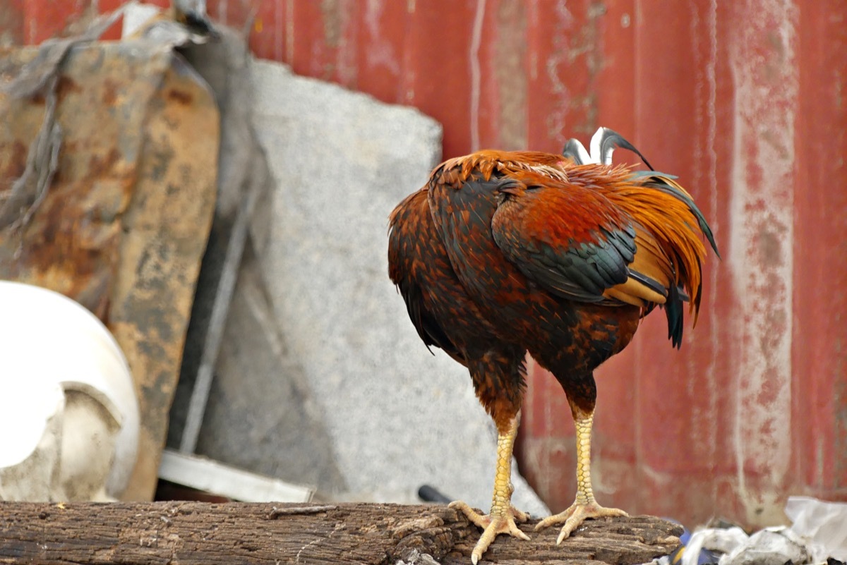 headless chicken standing on a log