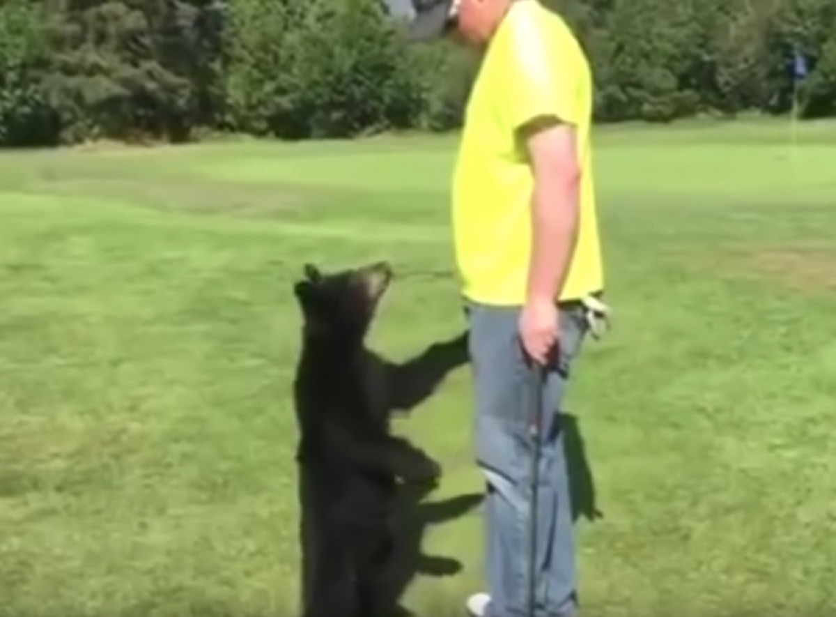 bear cub tries to give golfer a hug adorable photos of bears 