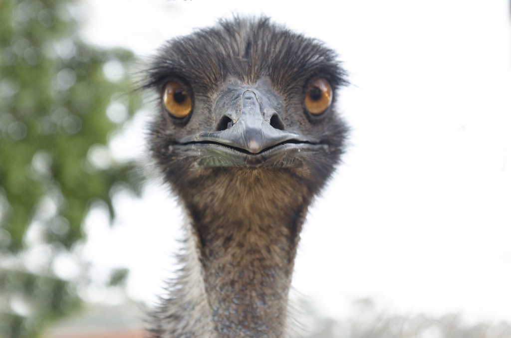 Emu bird national animal