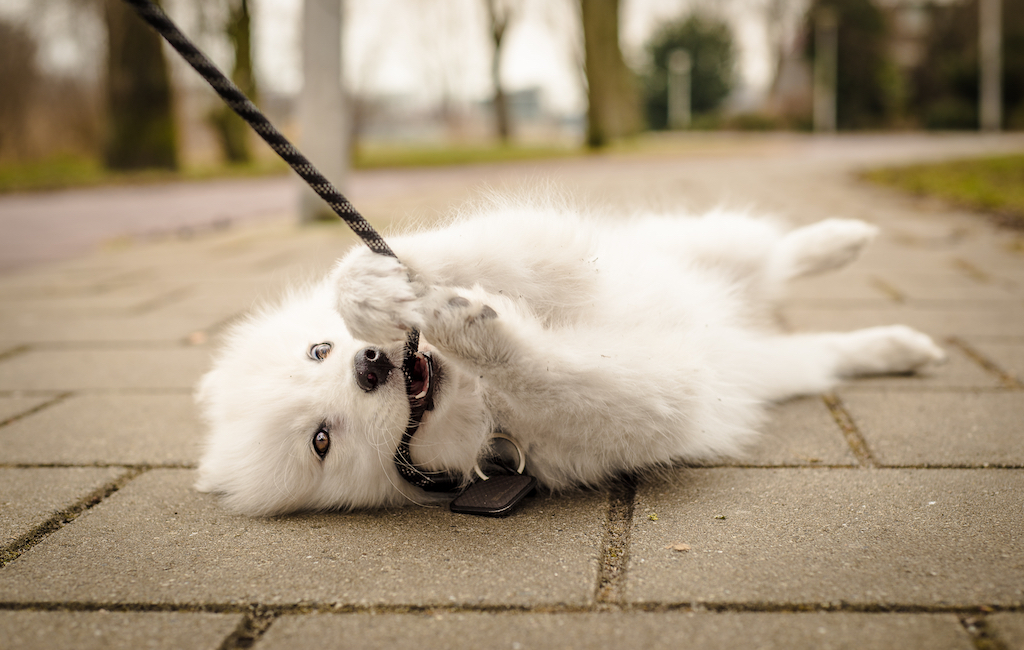 samoyed-puppy