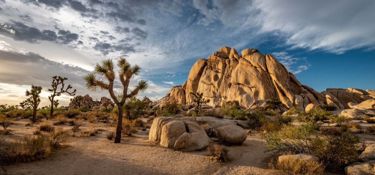 Joshua Tree California