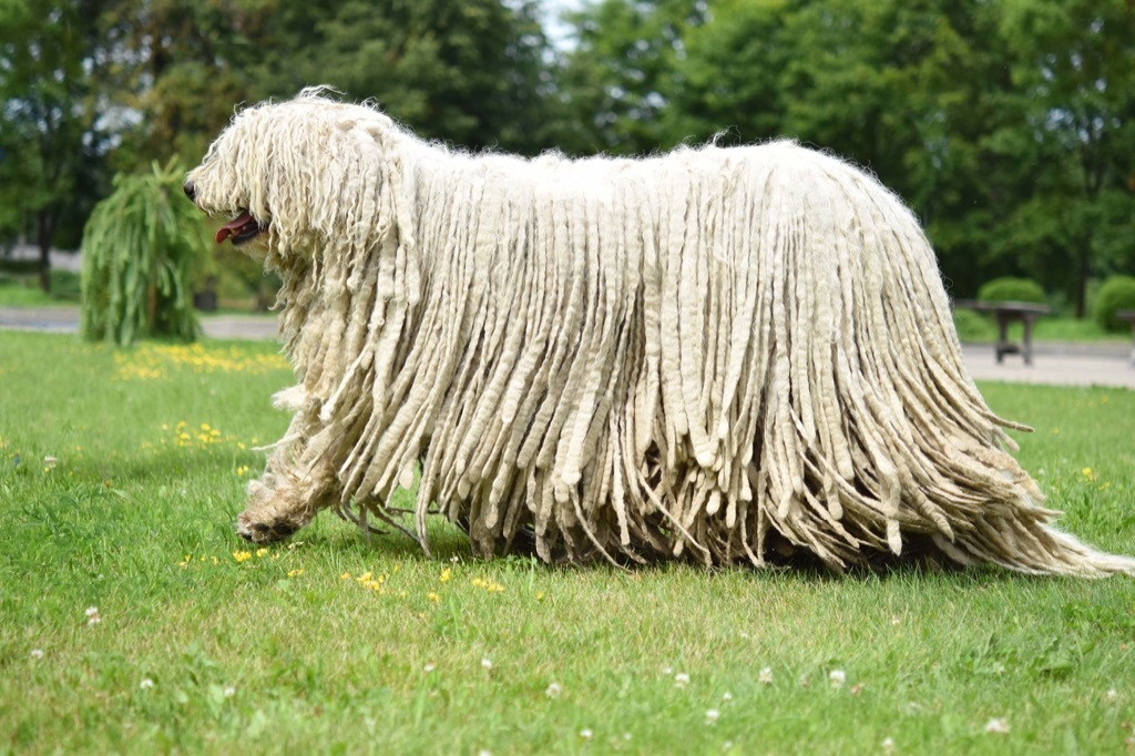 komondor