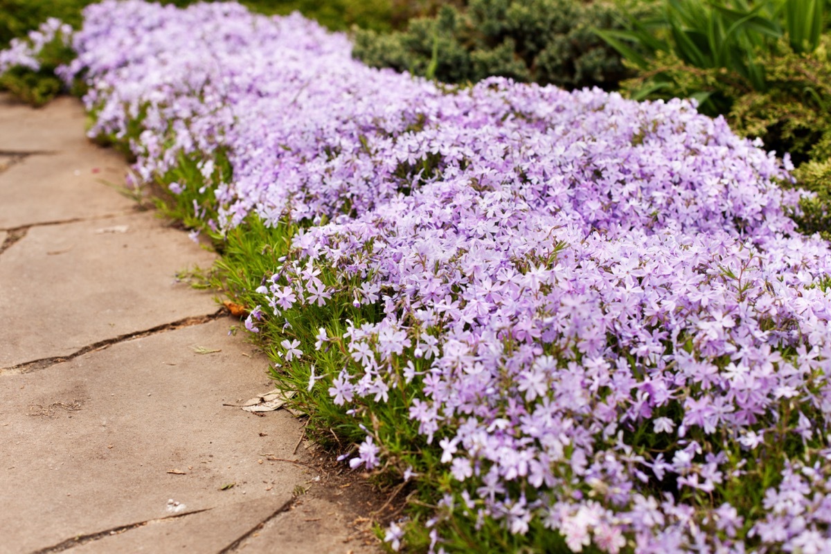 creeping phlox groundcover