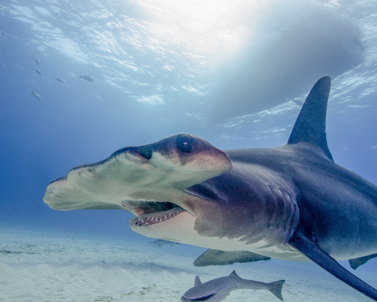 hammerhead shark