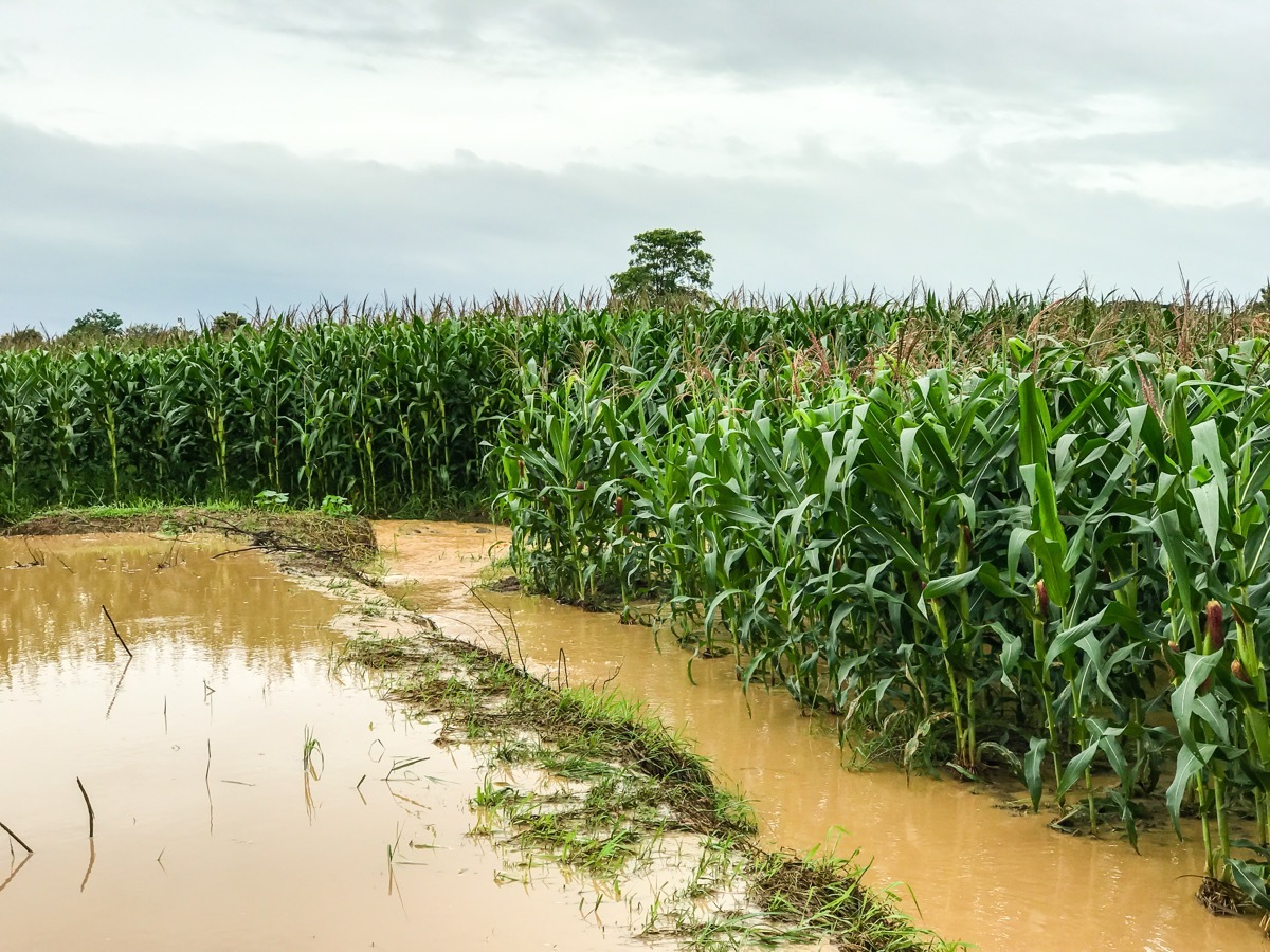 Flooded Farm with Dying Crops Overpopulation