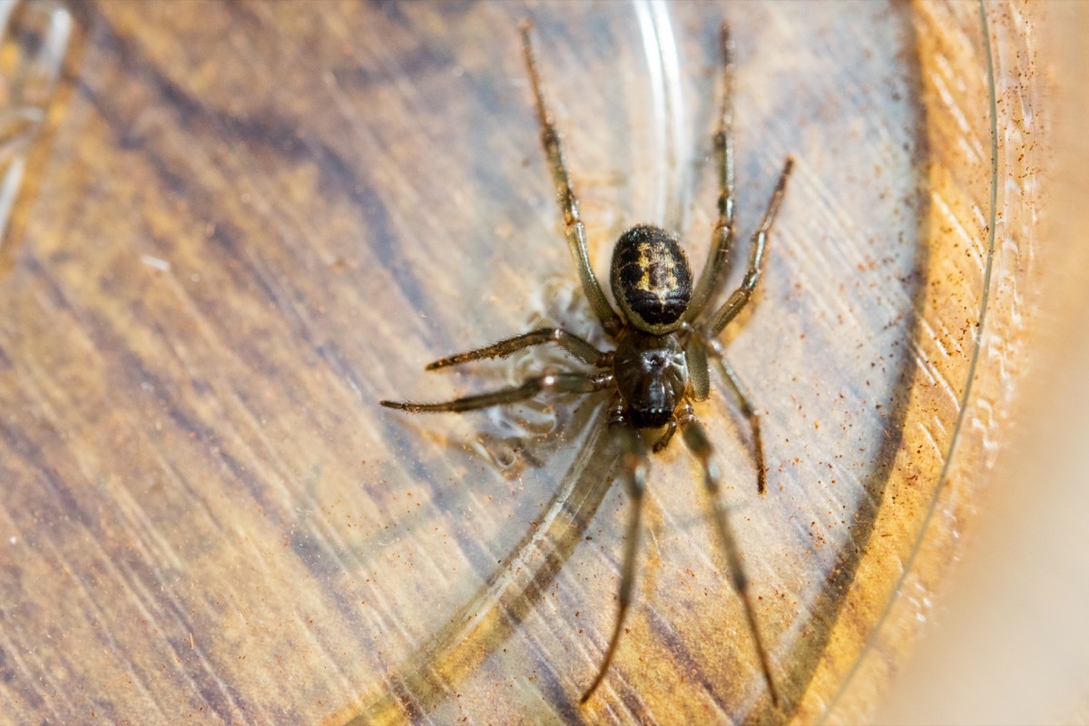 Noble false widow spider