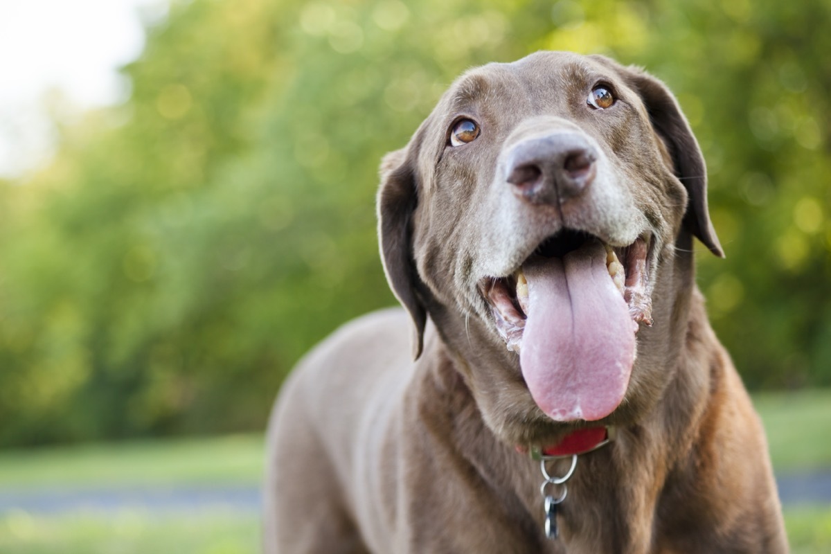 chocolate labrador retriever looking up and panting outdoors on a summer day.