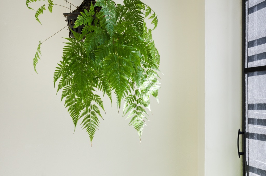 fern hanging in an apartment