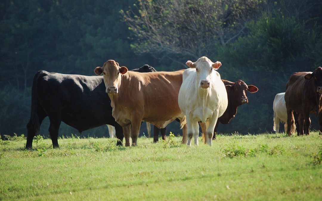 Image result for cows farm