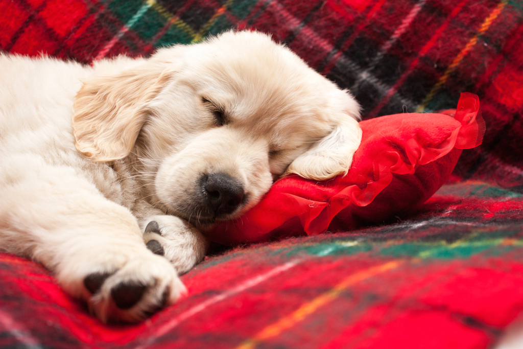 puppy sleeping on red pillow