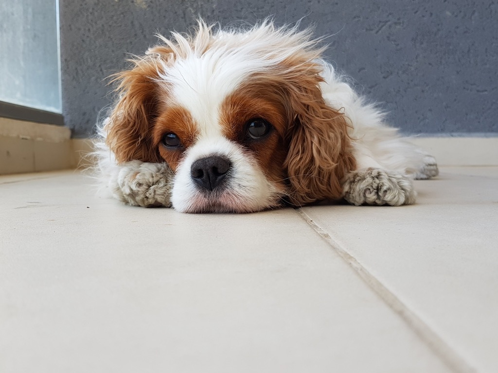 cavalier king charles spaniel