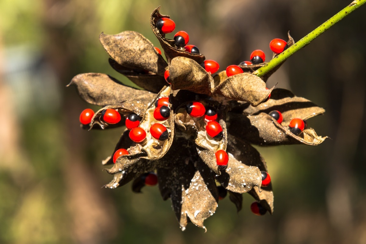 Rosary Pea Dangerous Plants in Your Backyard