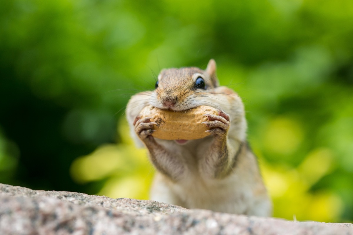 chipmunk eating a peanut