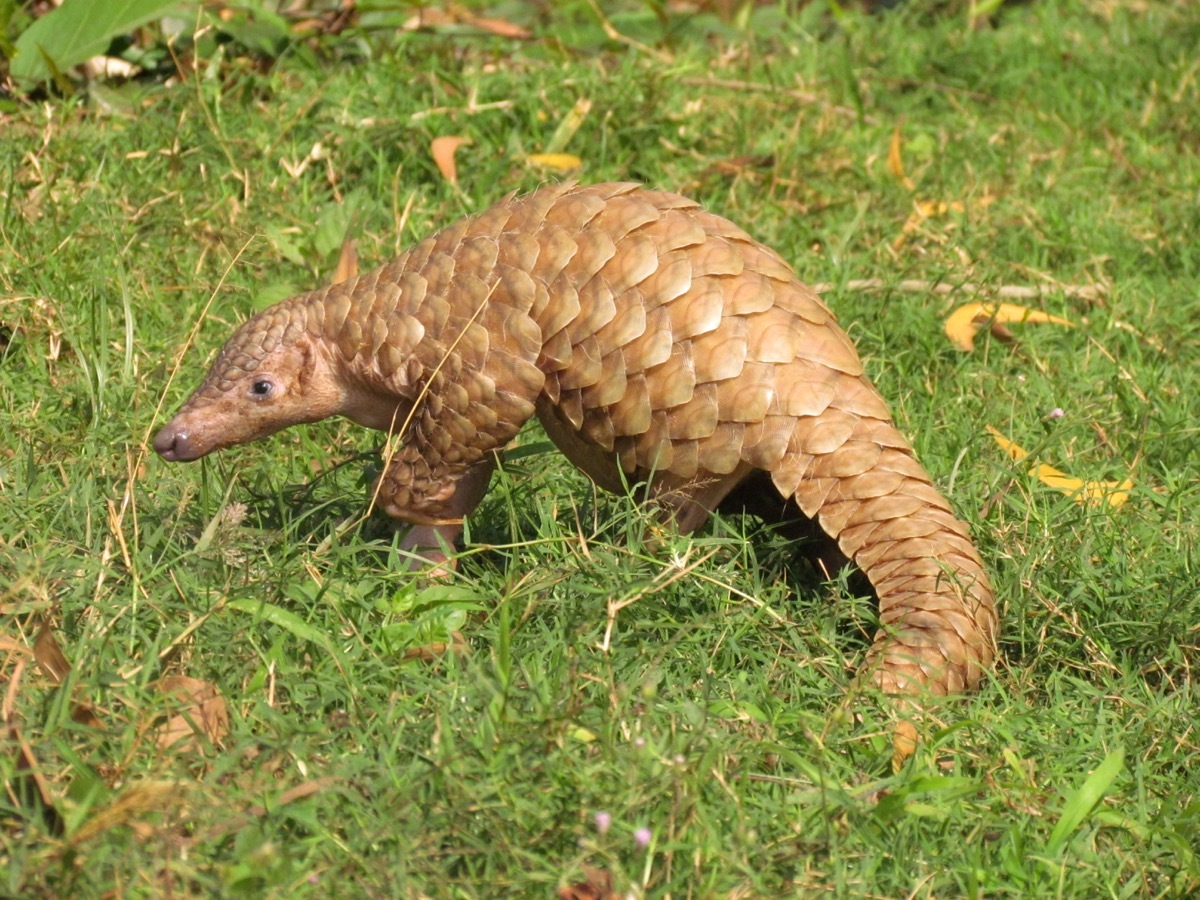 sub adult indian pangolin walking, nearly extinct animals