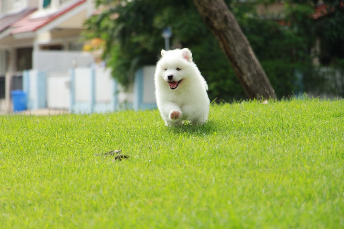 Samoyed dog breed fluffiest dog breeds