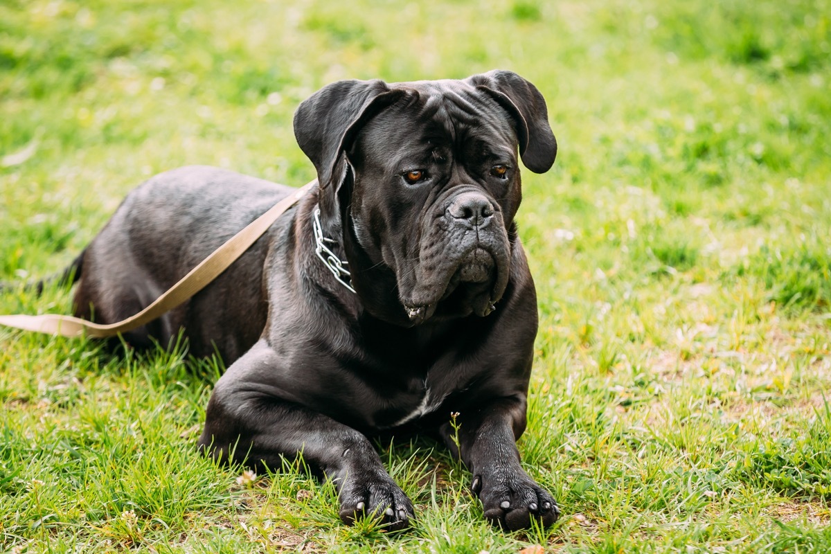 cane corso dog, top dog breeds