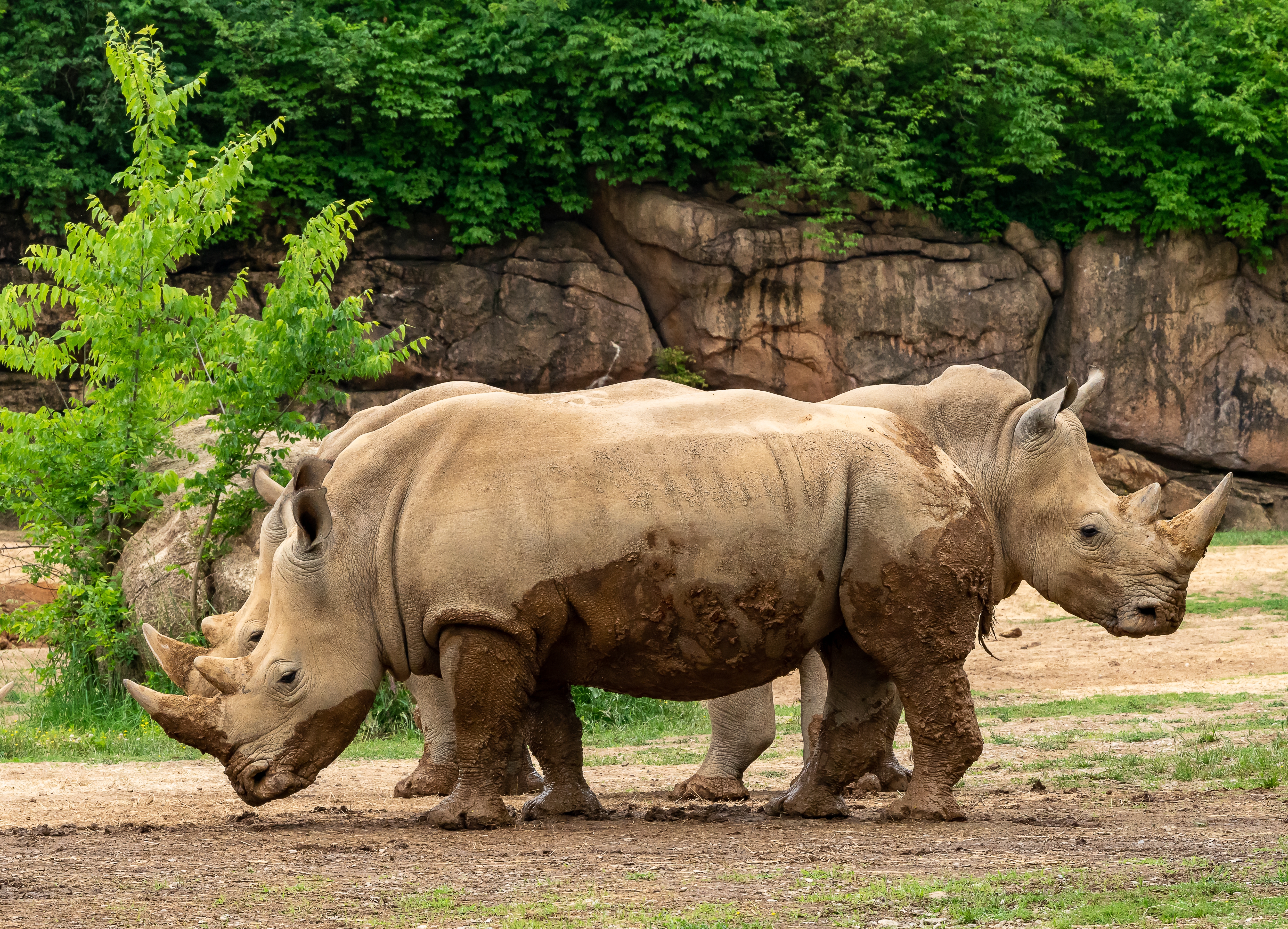 rhinos at the Nashville Zoo