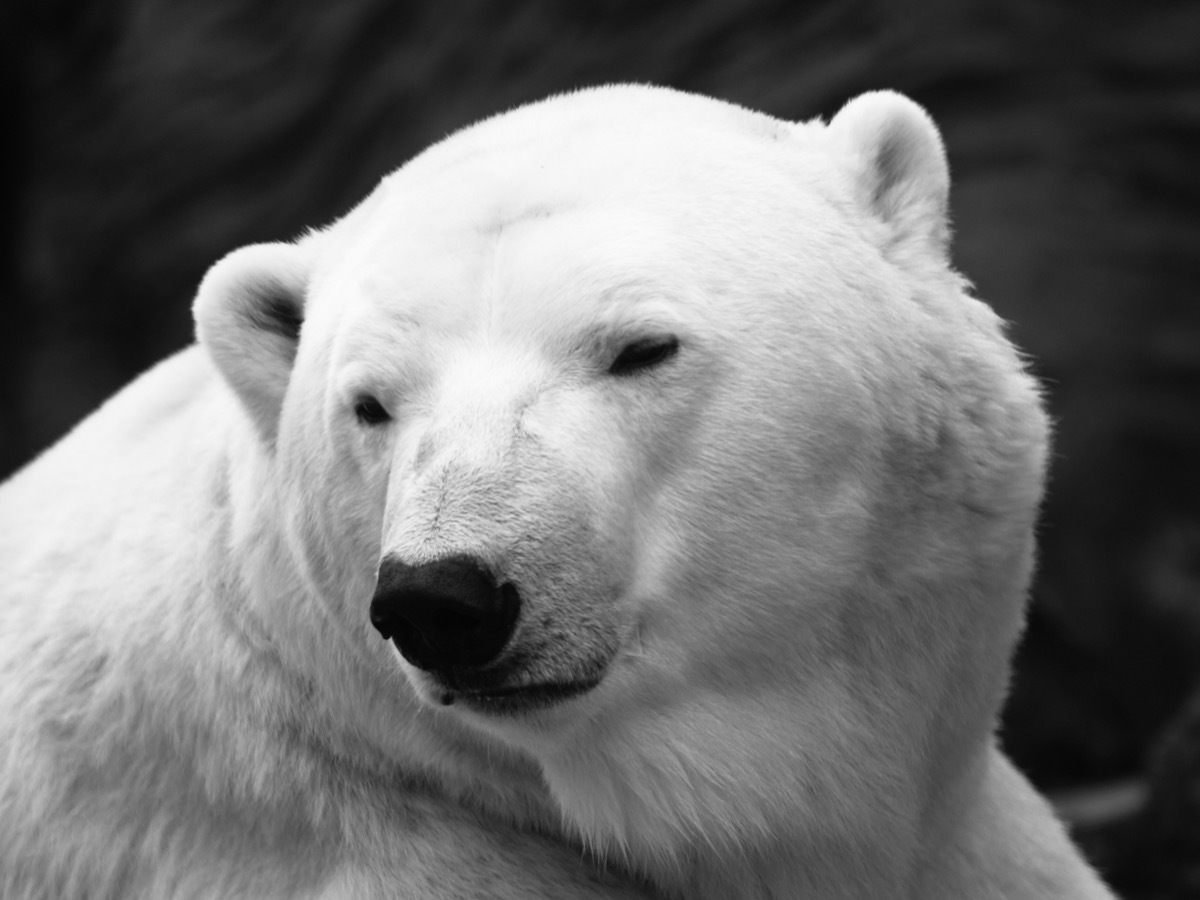 Detailed view of polar bear, close-up, ursus maritimus