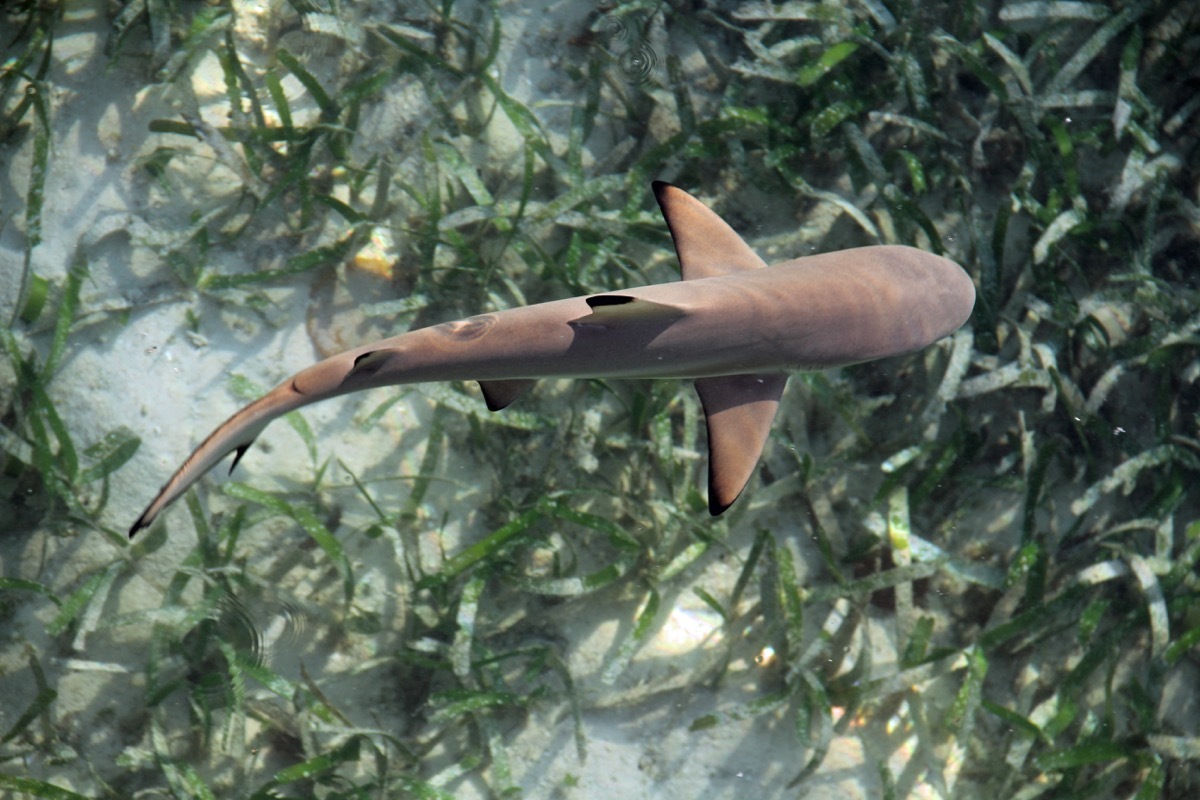 baby shark swimming above grass