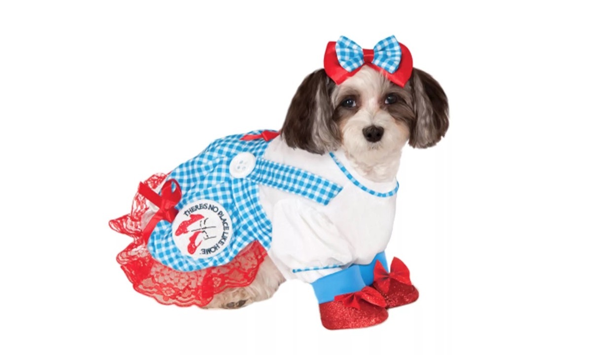 dog in dorothy costume, dog halloween costumes