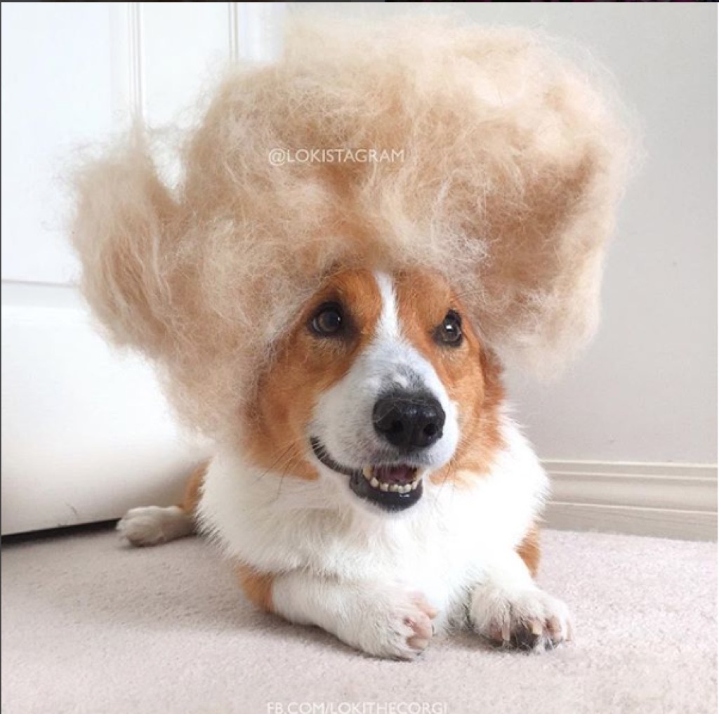 Loki the corgi wears wig of his shedded fur. 