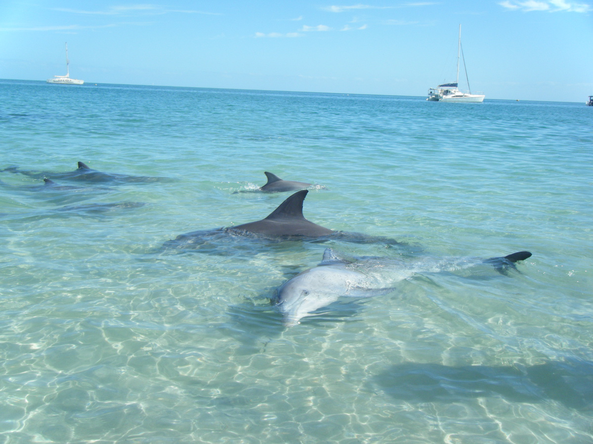 16.  Monkey Mia Dolphin Beach, Australia 1