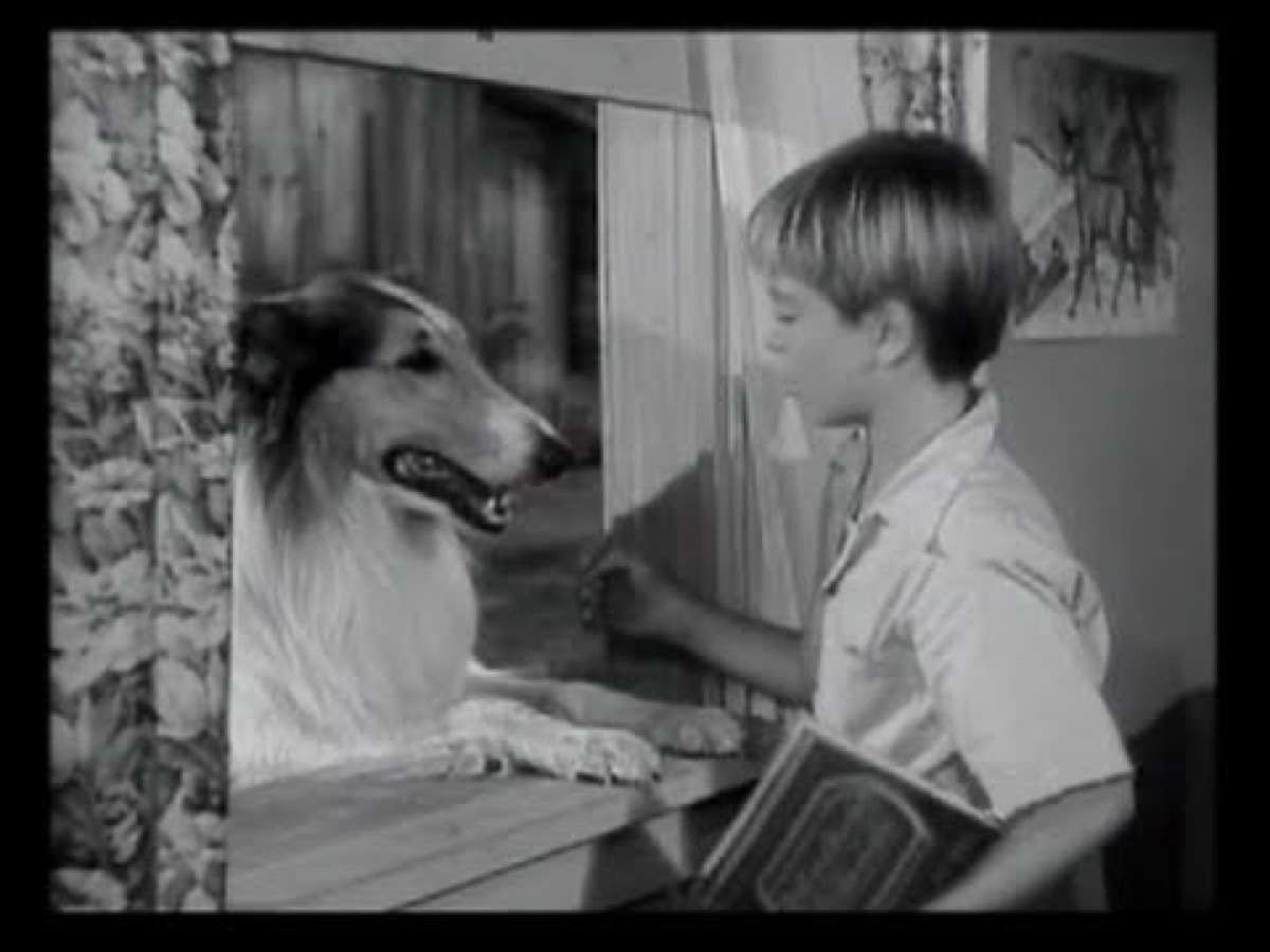 still from lassie