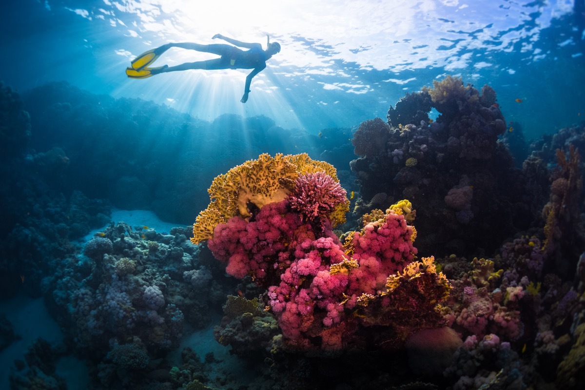 diver swimming over coral reef