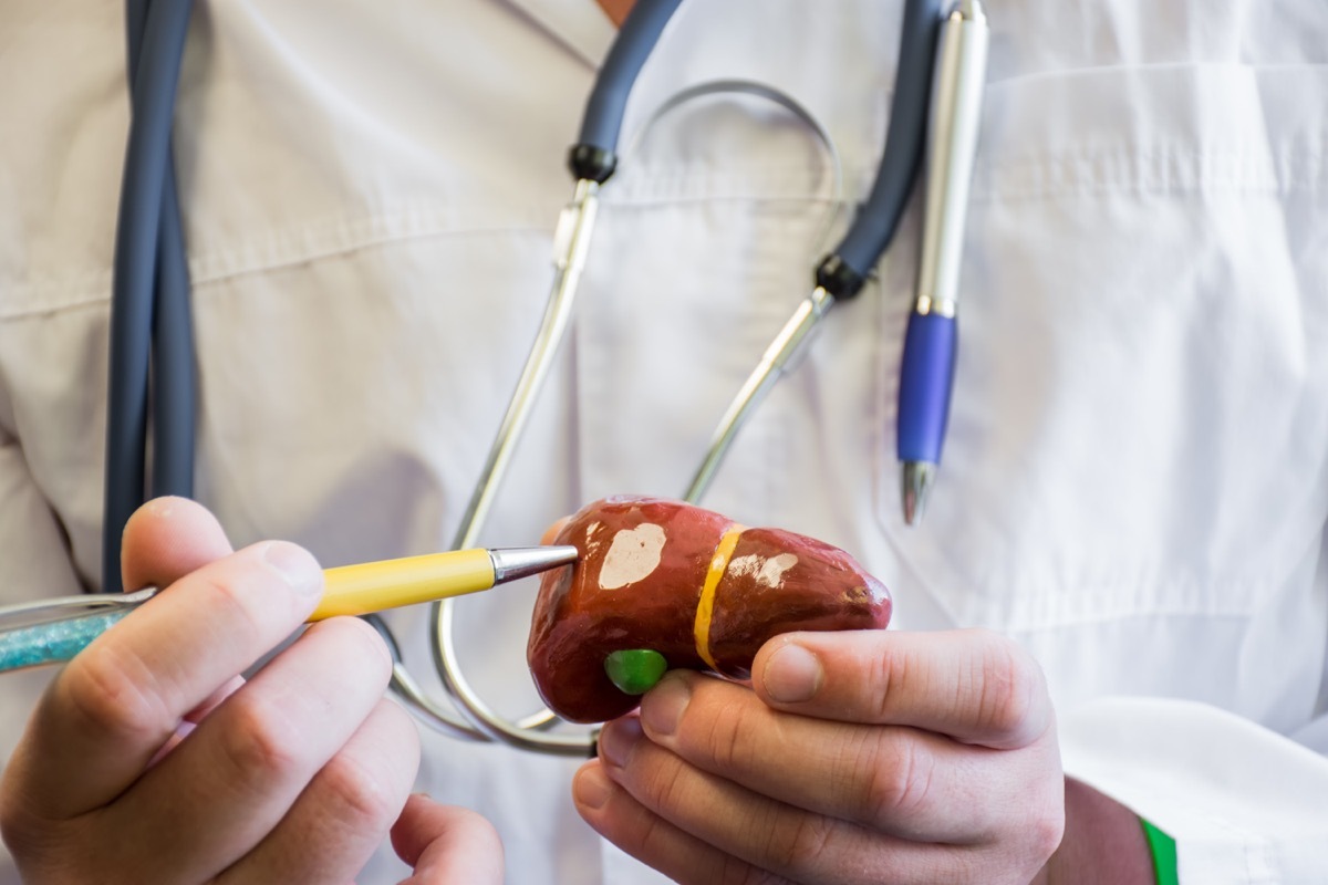 Doctor in white medical lab coat points ballpoint pen on anatomical model of human or mammal liver. Concept photo for use for study of anatomy of liver, biology, study of liver and biliary system